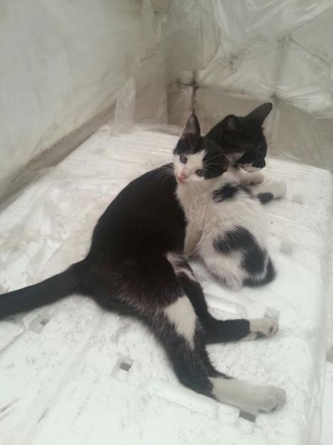 se regala gatita