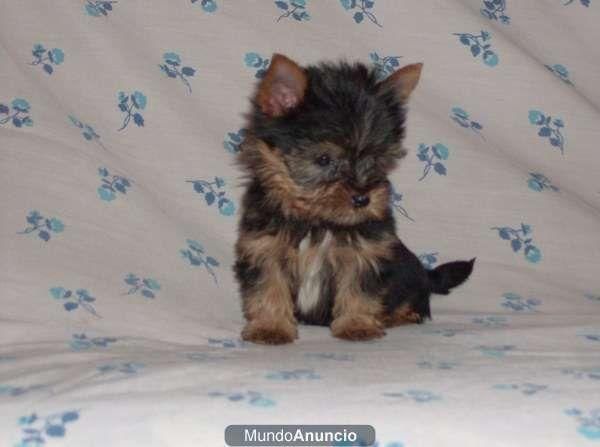 yorkshire terrier