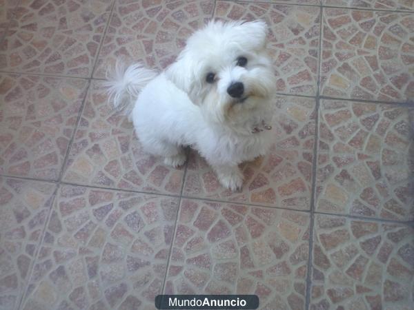 Se regala perro Bichon Maltés (Macho)