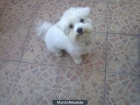 Se regala perro Bichon Maltés (Macho) - mejor precio | unprecio.es