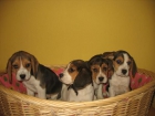 BEAGLES PRECIOSOS CACHORROS 260 - mejor precio | unprecio.es