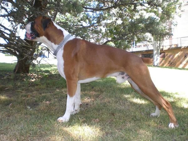 BOXER MACHO MUY GUAPO PARA MONTAS