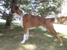BOXER MACHO MUY GUAPO PARA MONTAS - mejor precio | unprecio.es
