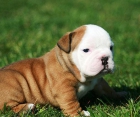 Bulldog ingles cachorrito - mejor precio | unprecio.es