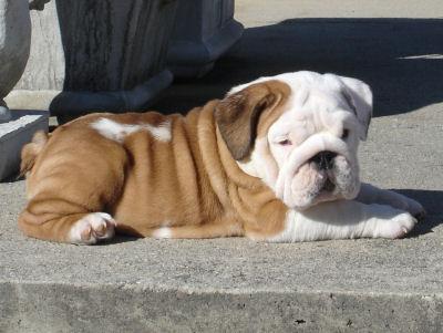 Bulldog Inglés con excelente calidad para su aprobación