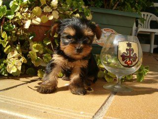 CAMADA YORKSHIRE TERRIER ENANO 300E + GARANTIA