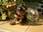 CAMADA YORKSHIRE TERRIER ENANO 300E + GARANTIA - mejor precio | unprecio.es