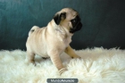 Carlinos Pug cachorros de calidad listos para entregar - mejor precio | unprecio.es