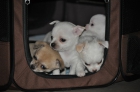 chihuahuas - mejor precio | unprecio.es