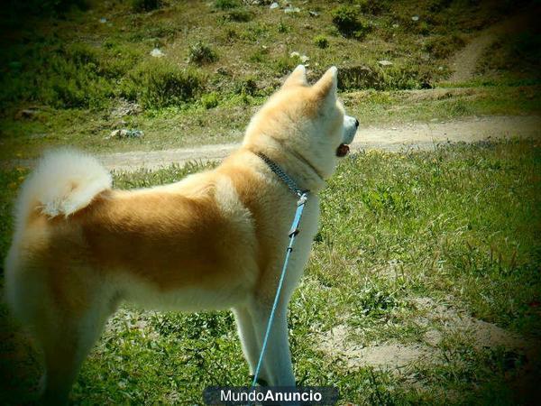 CRUZE AKITA INU