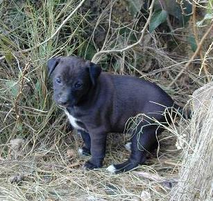 Entra y adopta a tu mejor amigo, de todas las edades y tamaños. 