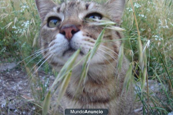 Mamen - Gata Trigada