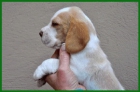 Preciosos Beagle LOE - mejor precio | unprecio.es