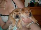 PRECIOSOS CACHORROS DE SHAR-PEI - mejor precio | unprecio.es