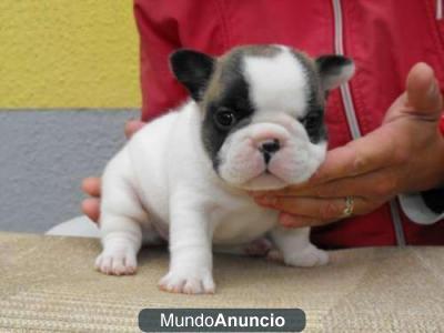 regalo cachorros de chiuahua minis vari