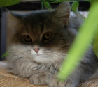 Se ofrece gato persa precioso para montas (solo gatas persa). - mejor precio | unprecio.es