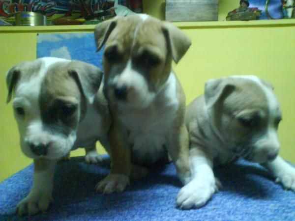 VENDO 6 ULTIMOS CACHORROS DE PITBULL