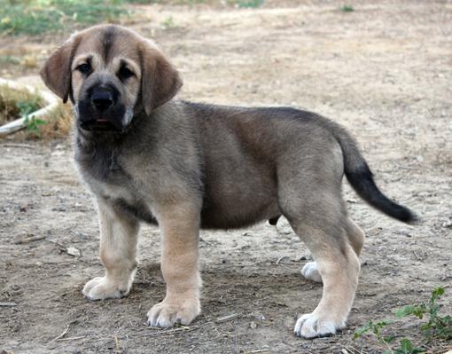 CACHORROS DE MASTIN ESPAÑOL