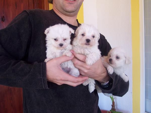 cachorros bichon maltes pedigree nacional