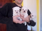 cachorros bichon maltes pedigree nacional - mejor precio | unprecio.es