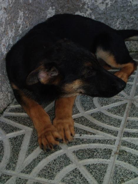 cachorros con pedigree