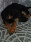 cachorros con pedigree - mejor precio | unprecio.es
