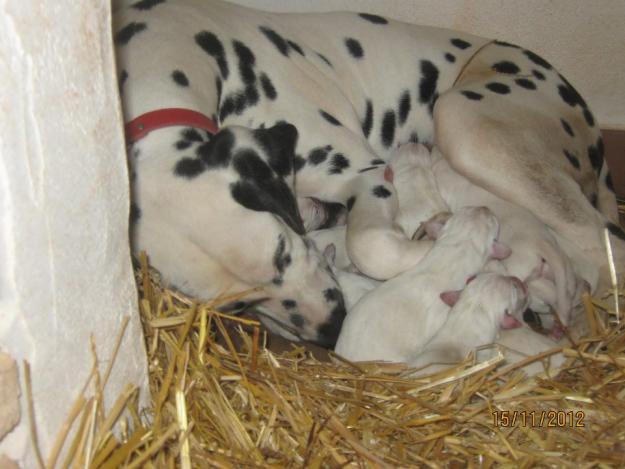 Cachorros dalmata