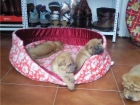 camada de shar pei, pedegree, muy cariñosos - mejor precio | unprecio.es