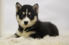 EN TU CASA EN TA SOLO UNOS DIAS  _ HUSKY SIBERIANO - mejor precio | unprecio.es