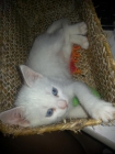 Gatitos angora blancos con ojos azules - mejor precio | unprecio.es