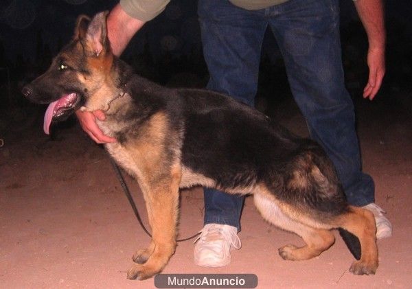macho pator alemán