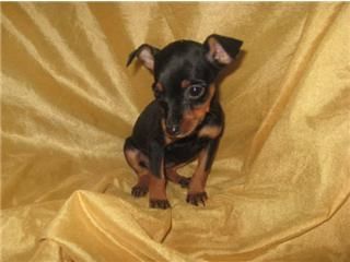 Mini Pincher Cachorritos con 2 Meses Listos para Entregar