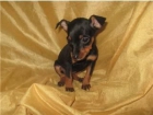 Mini Pincher Cachorritos con 2 Meses Listos para Entregar - mejor precio | unprecio.es