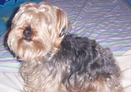 Se ofrece york-shire terrier para montas