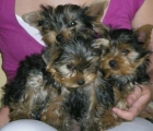 Yorkshires Terrier - mejor precio | unprecio.es