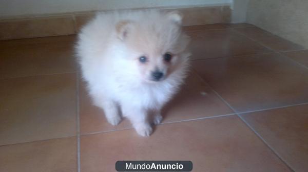 Lulú de Pomerania con pedigrí económico