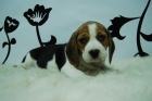 BeAgLe!! (nueva camada) cachorretes 2 meses**ideales para tu hogar - mejor precio | unprecio.es