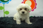 Bichon Maltes Ideales Para Piso, en Madrid. Visitenos - mejor precio | unprecio.es