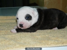 Cachorros de Staffordshire Bull Terrier, Disponibles - mejor precio | unprecio.es