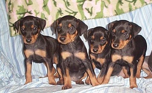 Cachorros mini pinscher BARCEONA 390