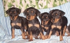 Cachorros mini pinscher BARCEONA 390 - mejor precio | unprecio.es