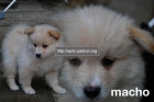 Cachorros Spitz Alemán Mediano - mejor precio | unprecio.es