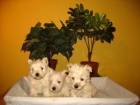 Cachorros Westy 350 euros - mejor precio | unprecio.es