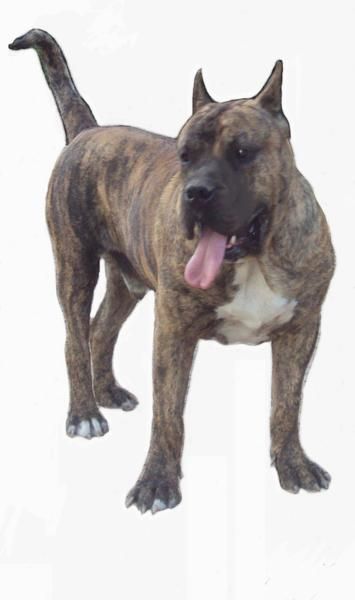 excelente camada presa canario/dogo canario