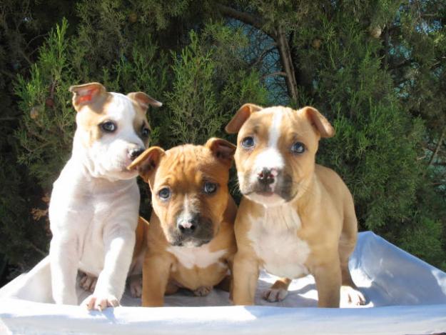 PRECIOSOS CACHORROS DE PURA RAZA