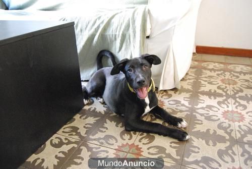 Regalo preciosa perrita mestiza 5 meses