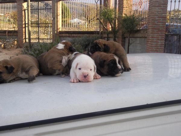 VEDO BOXER