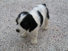 vendo cahorrito cocker - mejor precio | unprecio.es