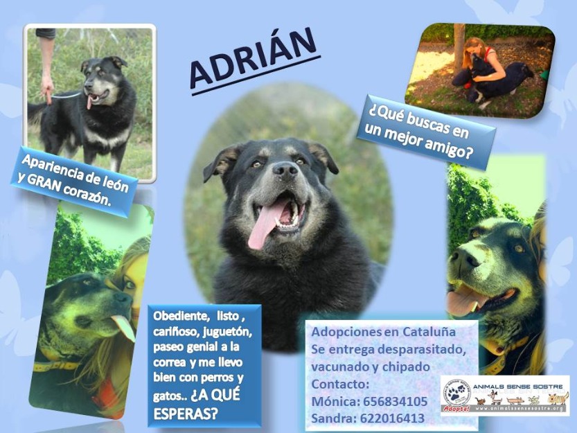 Adrian en Adopción