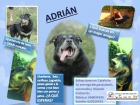 Adrian en Adopción - mejor precio | unprecio.es